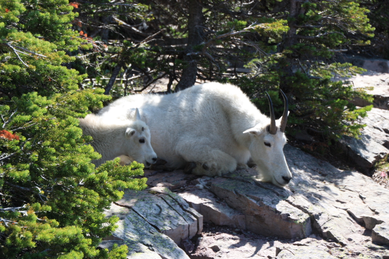 FOTO 200908110261L_glacier_NP.jpg