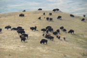 Bison Ranch