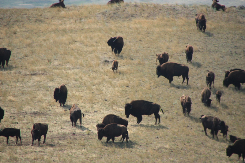 FOTO 200908120300L_bison_ranch_MT.jpg