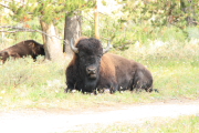 Yellowstone N.P.