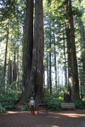 Redwood N.P.