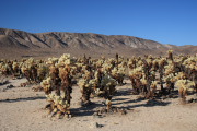 Joshua Tree N.P.