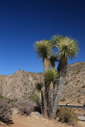 Joshua Tree N.P.