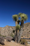 Joshua Tree N.P.