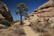 Joshua Tree N.P.