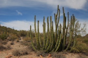 Organ pipe cactus N.P.